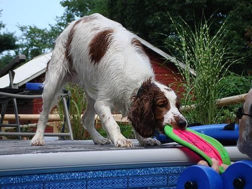 Welsh Spaniel