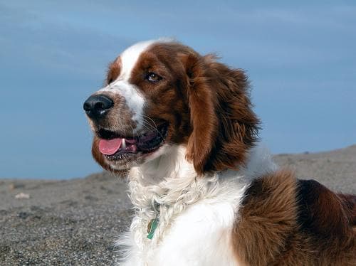 Welsh Spaniel