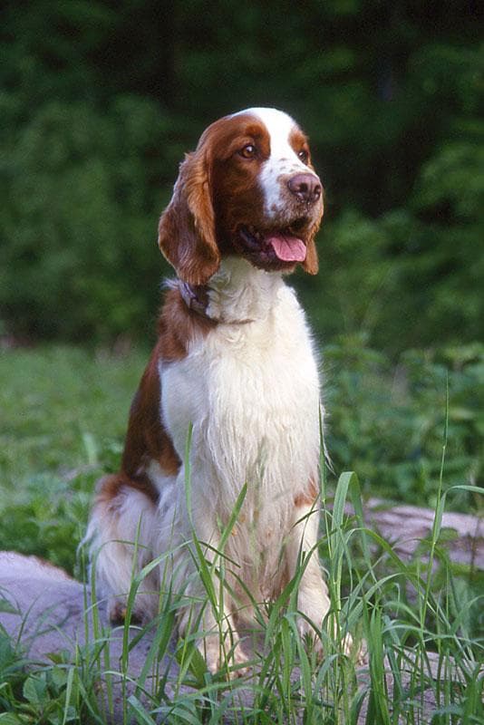 Welsh Spaniel