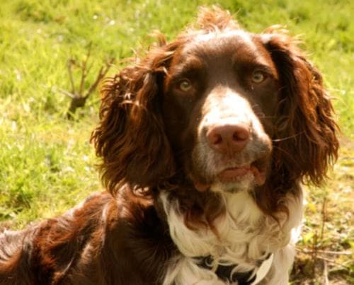 Welsh Spaniel