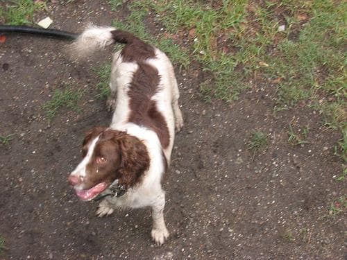 Welsh Spaniel