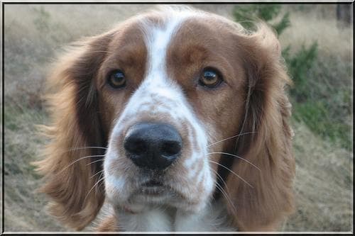 Welsh Spaniel