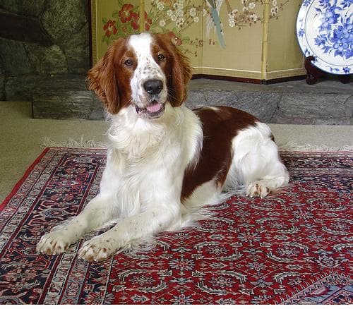Welsh Spaniel