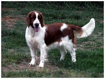Welsh Spaniel