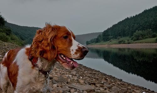 Welsh Spaniel