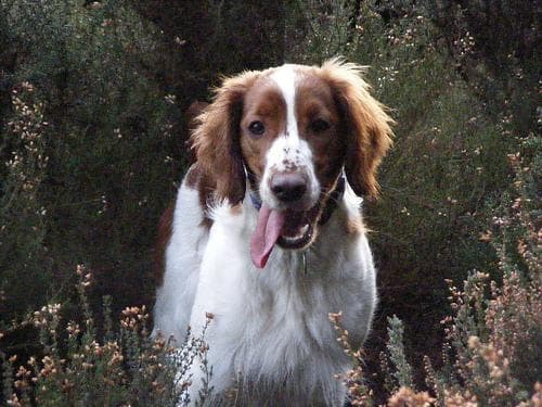 Welsh Spaniel