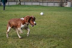 Welsh Spaniel