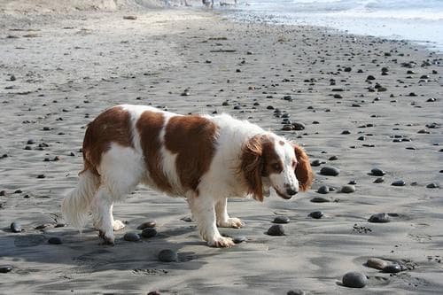 Welsh Spaniel