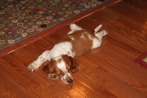 Welsh Spaniel