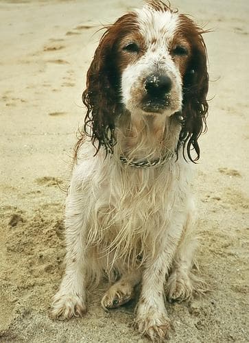 Welsh Spaniel