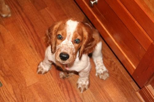 Welsh Spaniel