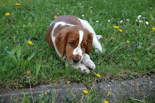 Welsh Spaniel