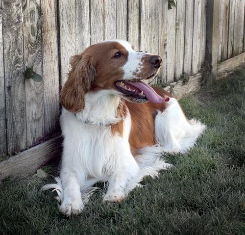 Welsh Spaniel