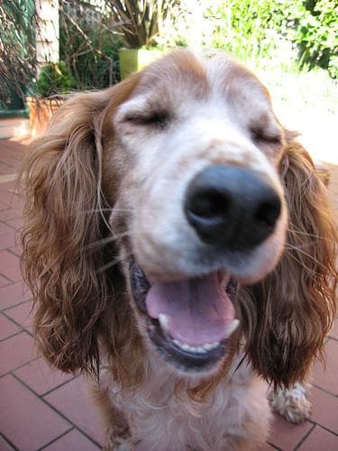 Welsh Spaniel