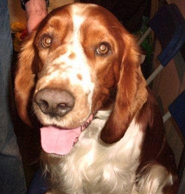 Welsh Spaniel