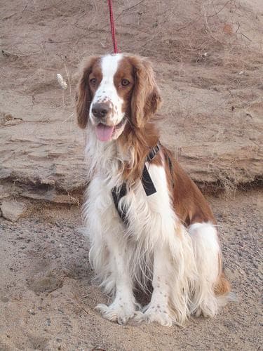 Welsh Spaniel