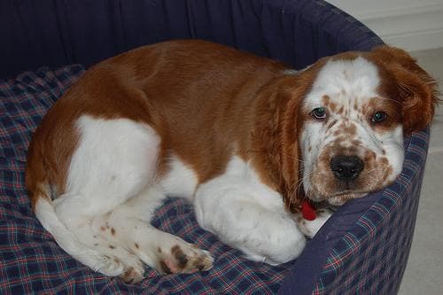 Welsh Spaniel