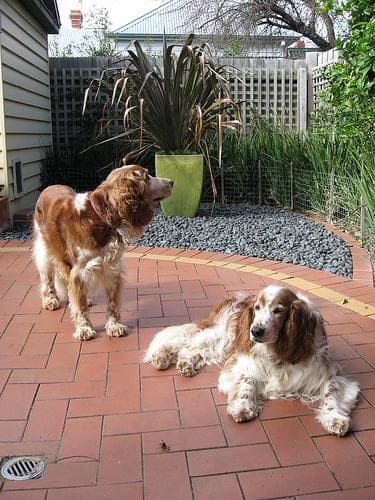 Welsh Spaniel