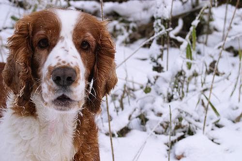 Welsh Spaniel