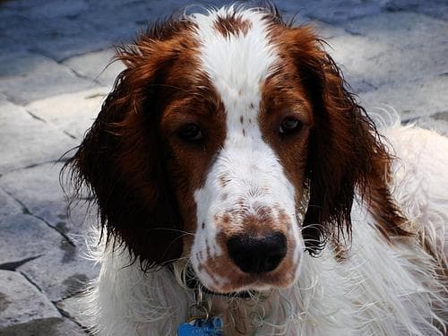 Welsh Spaniel