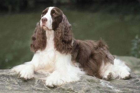 Welsh Spaniel