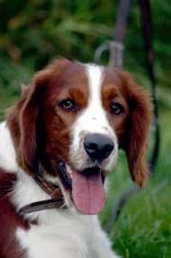 Welsh Spaniel