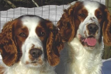 Welsh Spaniel
