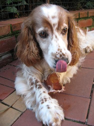 Welsh Spaniel