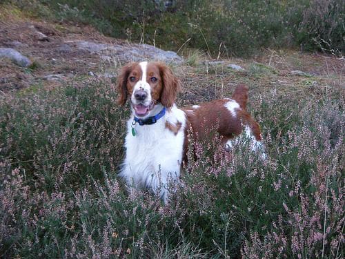 Welsh Spaniel