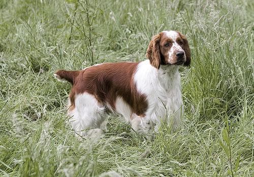 Welsh Spaniel