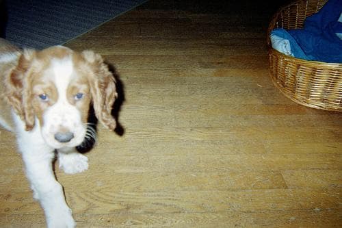 Welsh Spaniel