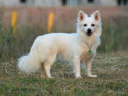 spitz