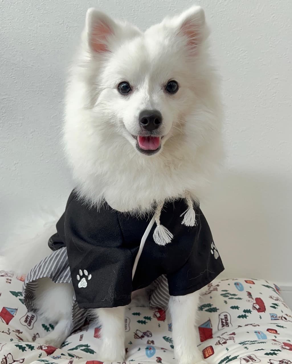 Japanese Spitz