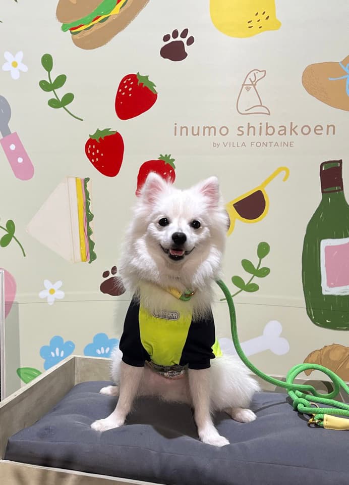 Japanese Spitz