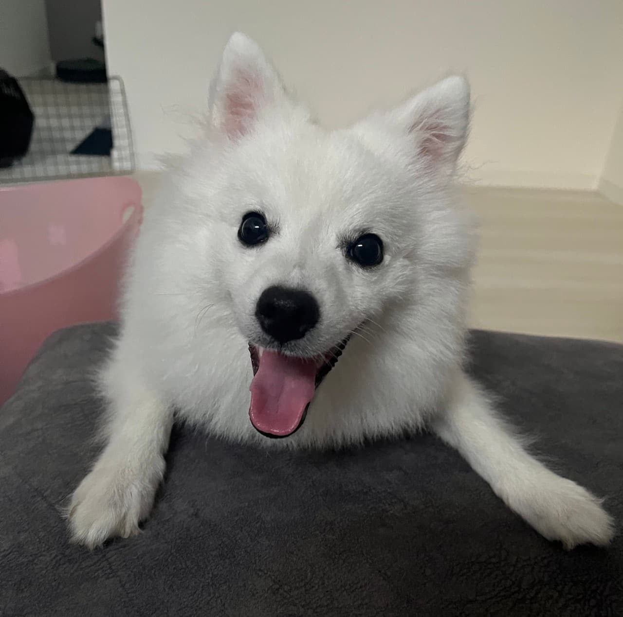 Japanese Spitz