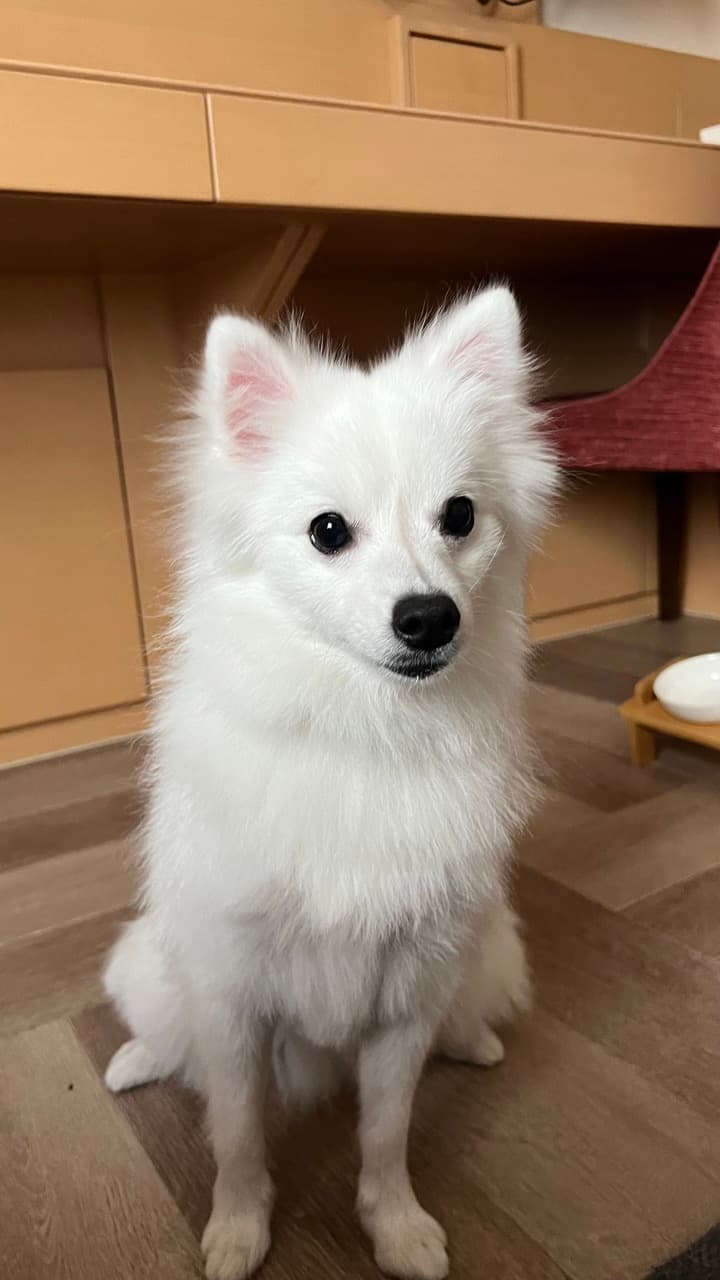 Japanese Spitz
