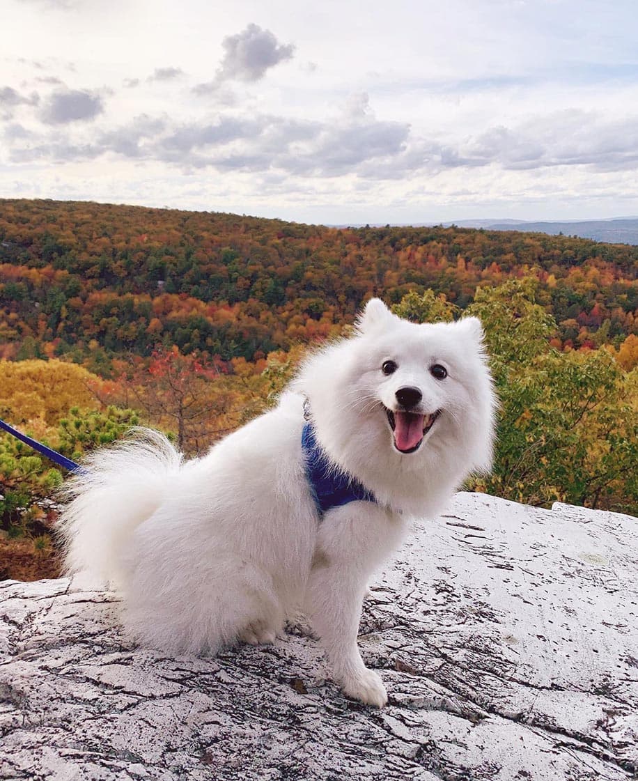 Japanese Spitz