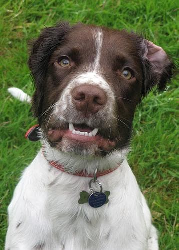English Springer Spaniel