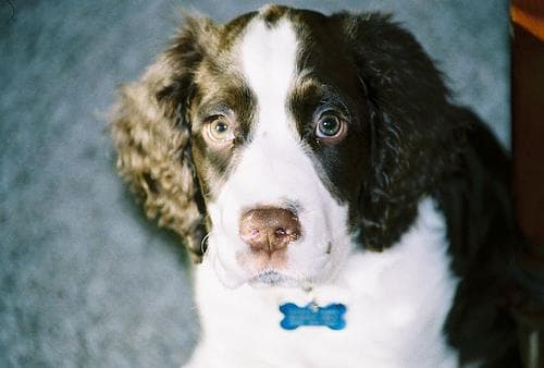 English Springer Spaniel