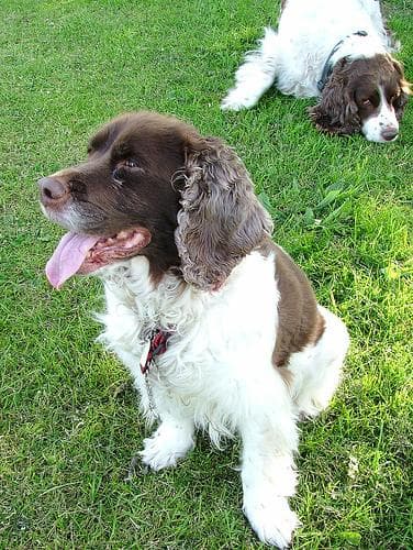 English Springer Spaniel