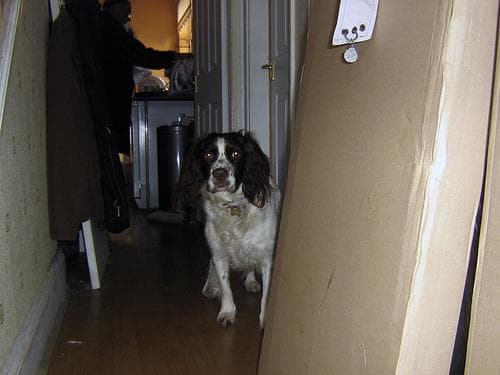 English Springer Spaniel