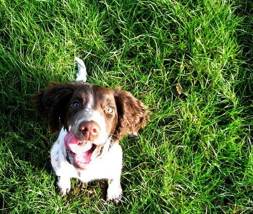springer