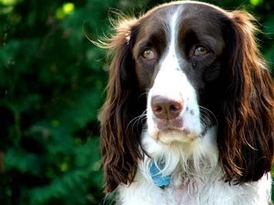 English Springer Spaniel