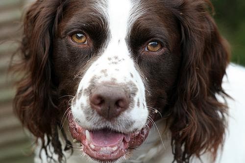 springer