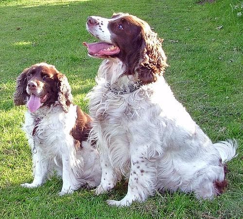 English Springer Spaniel