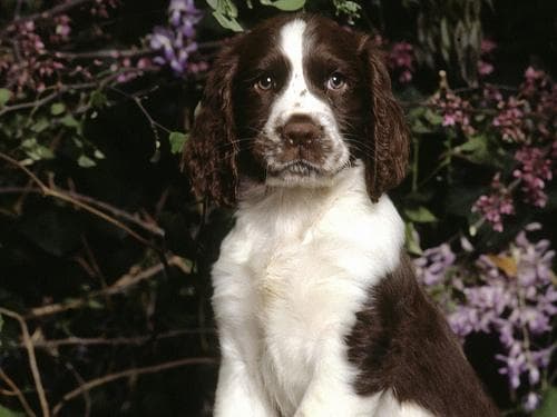 English Springer Spaniel