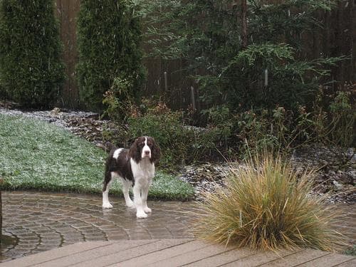 English Springer Spaniel