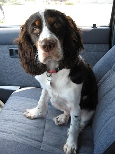 English Springer Spaniel