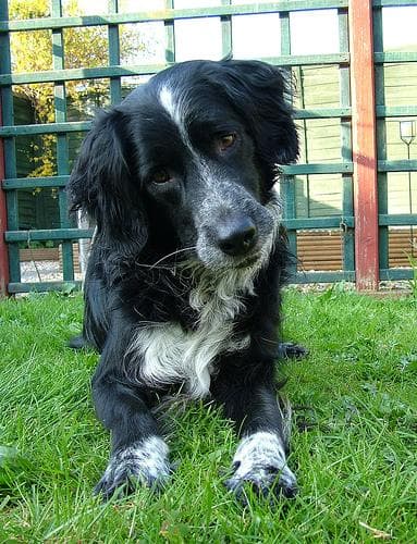 springer
