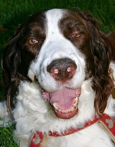 English Springer Spaniel